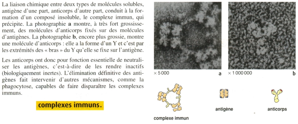complexe immun 1.jpg